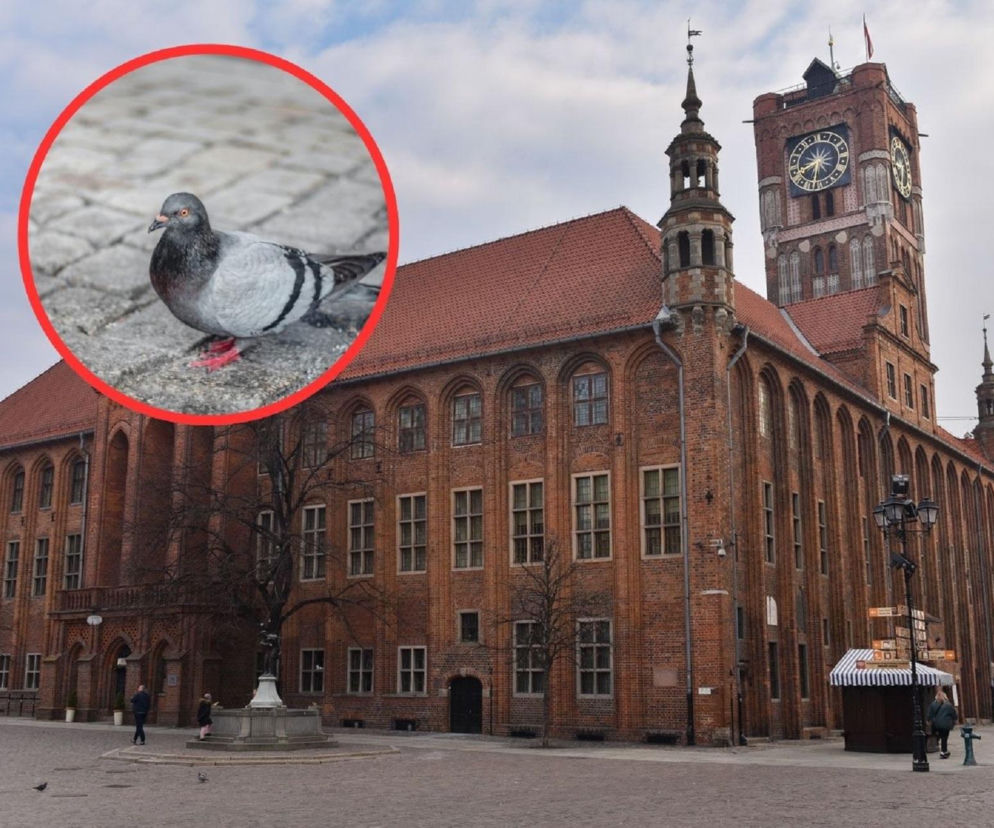 Toruń kontra gołębie! Przedsiębiorcy wściekli, mieszkańcy potwierdzają. Jest odpowiedź władz