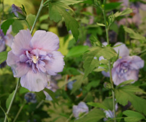 Ketmia syryjska 'Blue Chiffon'