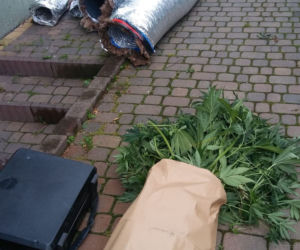 Wielka plantacja marihuany w Tuszynie pod Łodzią!