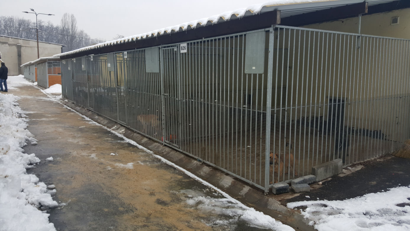 Sosnowieckie schronisko ma nową szczeniakarnię i kociarnię