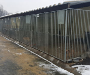 Sosnowieckie schronisko ma nową szczeniakarnię i kociarnię