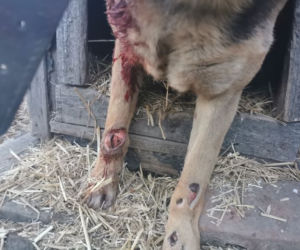 Świdnica: Sołtyska wsi Wirki przywiązała psa do samochodu i ciągnęła go po drodze 
