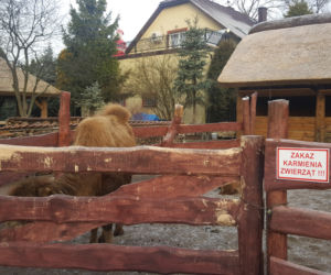 Wielbłądy we Wspólnocie Betlejem w Jaworznie 