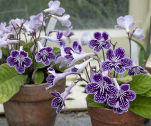 Skrętnik (Streptocarpus)