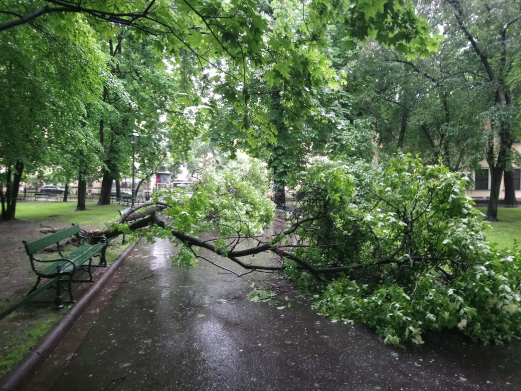 Nawałnica nad Krakowem. Powyrywane drzewa na Plantach