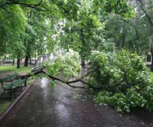 Nawałnica nad Krakowem. Powyrywane drzewa na Plantach