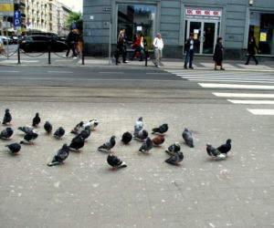 Co nas wkurza w Poznaniu?