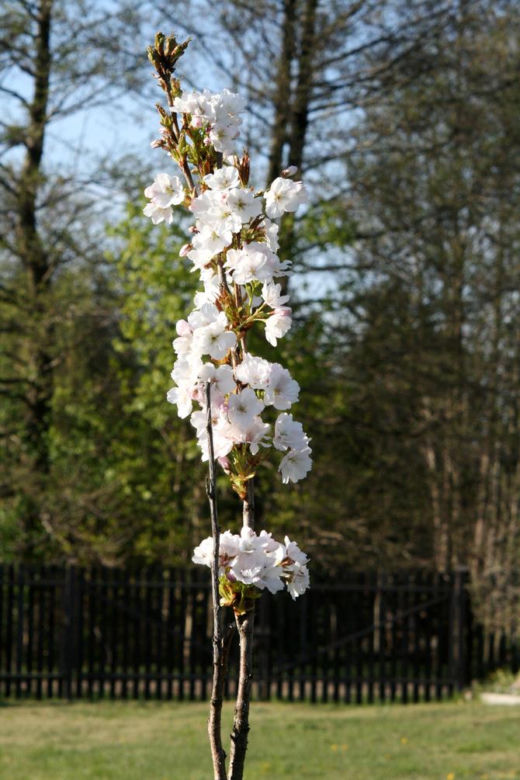 Wiśnia piłkowana 'Amanogawa'