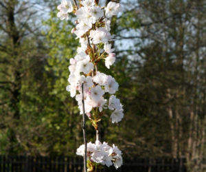 Wiśnia piłkowana 'Amanogawa'