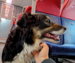 O Klarze, która jeździła koleją