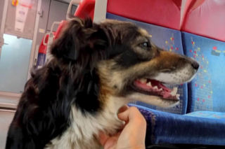 O Klarze, która jeździła koleją