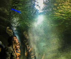Kasprzyk, Kurowska i Kaliszuk w Oceanarium