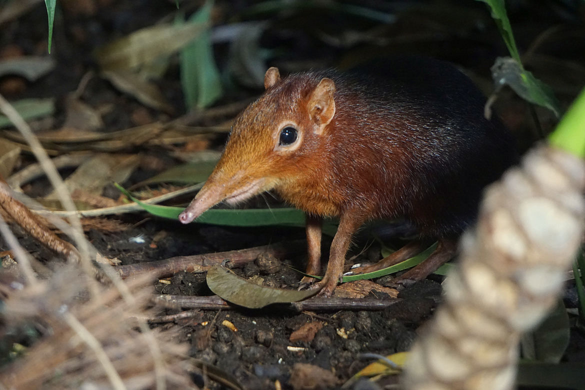 Niespodzianka w zoo! Nowi mieszkańcy wrocławskiego Afrykarium!
