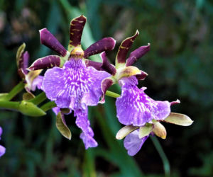 Storczyk Zygopetalum