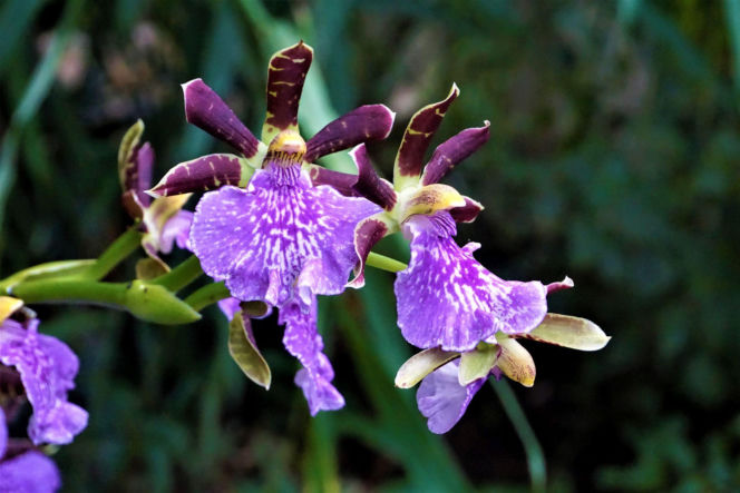 Storczyk Zygopetalum