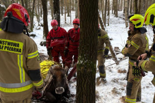 Krowa omal nie utonęła w bagnie. Z pomocą ruszyli strażacy