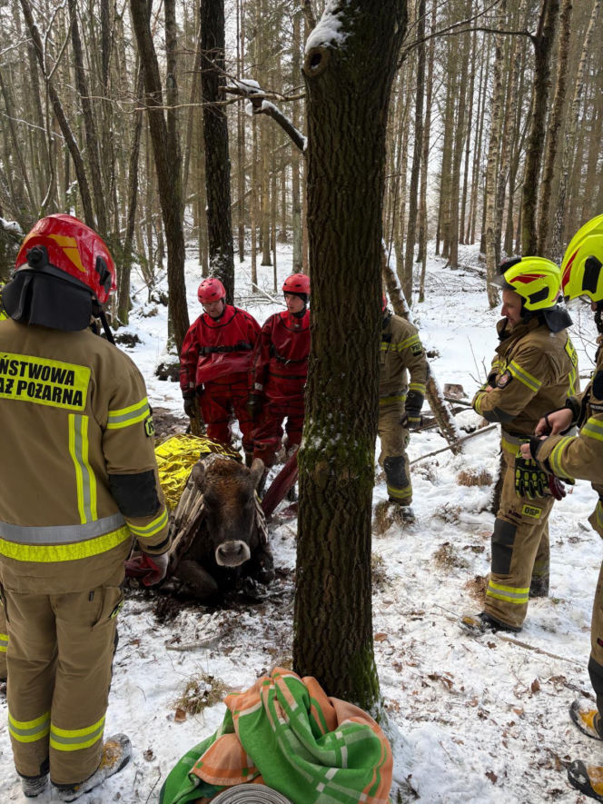 Krowa omal nie utonęła w bagnie. Z pomocą ruszyli strażacy