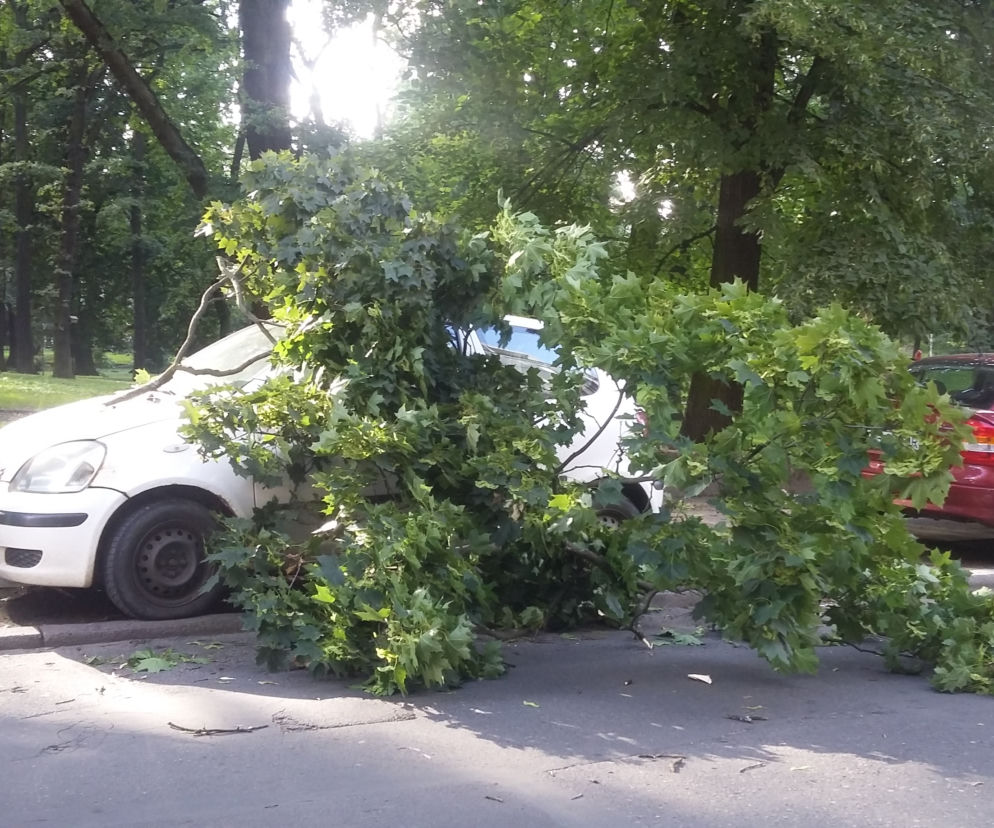 drzewo spadło na auto szczecin