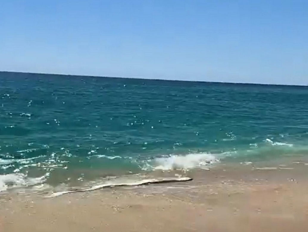 Gigantyczny wąż morski pojawił się na plaży w Cabo