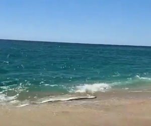 Gigantyczny wąż morski pojawił się na plaży w Cabo