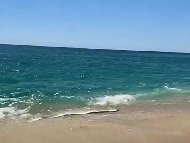 Gigantyczny wąż morski pojawił się na plaży w Cabo