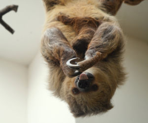We wrocławskim zoo urodził się pierwszy leniwiec