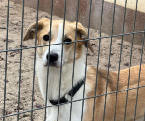 Liczba porzuconych czworonogów rośnie!