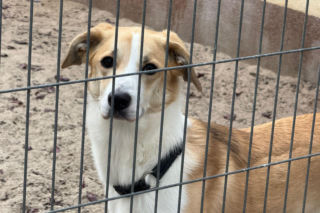 Liczba porzuconych czworonogów rośnie!