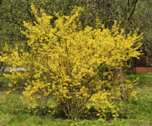 forsycja
