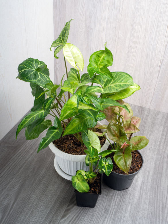 Syngonium