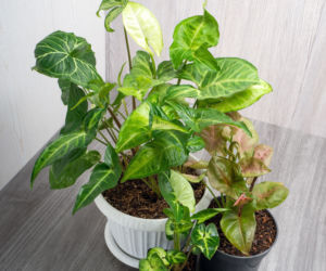 Syngonium