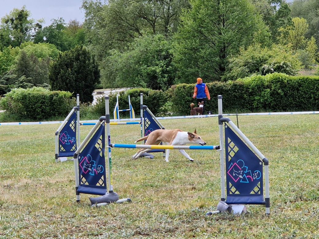 Zawody Agility w Myślęcinku. Psy walczyły o tytuł najzwinniejszego!