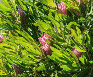 Protea królewska