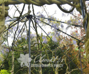 Glicynia (fot. Clematis)