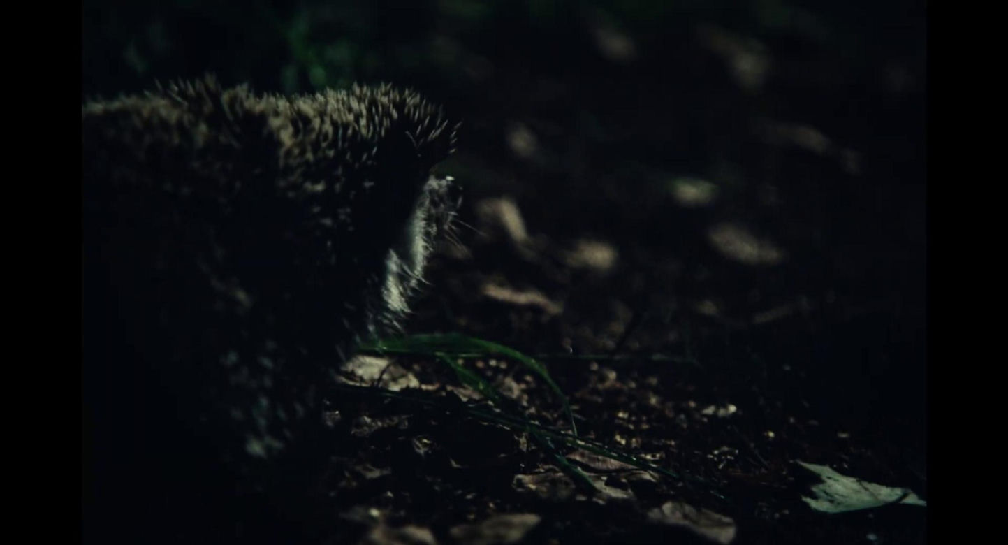 Studenci katowickiej filmówki z szansą na Oscara? "Miasto jeży" już zdobyło kilka nagród