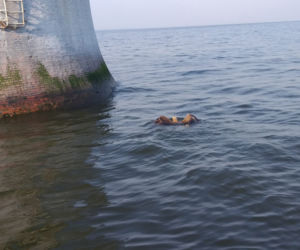 Orzeł wodował. Załoga statku uratowała bielika.