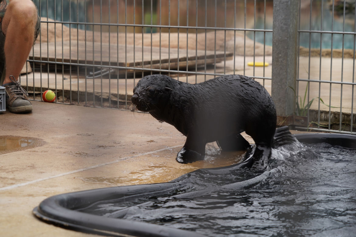 Najmłodszy kotik we wrocławskim zoo otrzymał imię Alfie