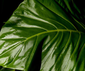 Alocasia
