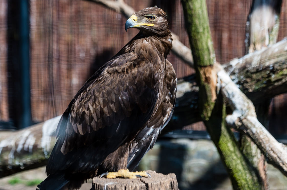 Koronawirus w Trójmieście. Zwierzęta z zoo tęsknią za ludźmi