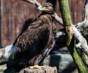 Koronawirus w Trójmieście. Zwierzęta z zoo tęsknią za ludźmi
