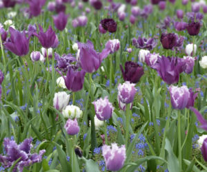 Tulipan