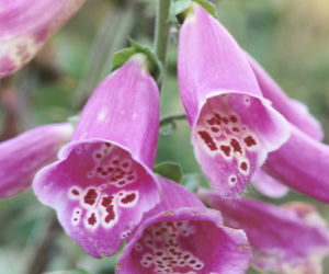 Naparstnica purpurowa