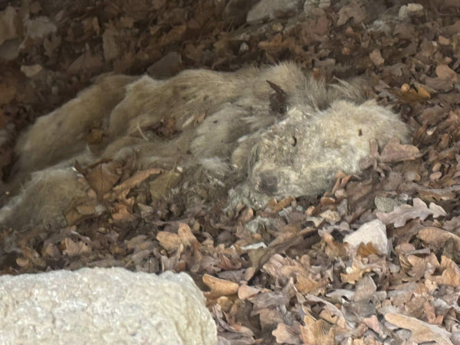 Tajemnicza śmierć psów w kapliczce cmentarnej. Są nowe informacje od prokuratury