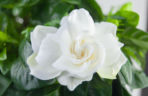 Gardenia