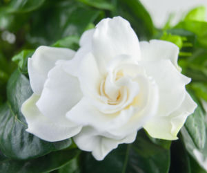 Gardenia