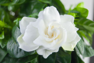 Gardenia