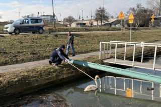 Dwa piękne łabędzie utknęły w potrzasku. Interweniowała straż miejska