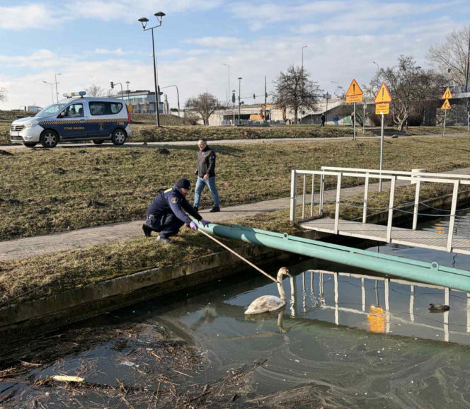 Dwa piękne łabędzie utknęły w potrzasku. Interweniowała straż miejska