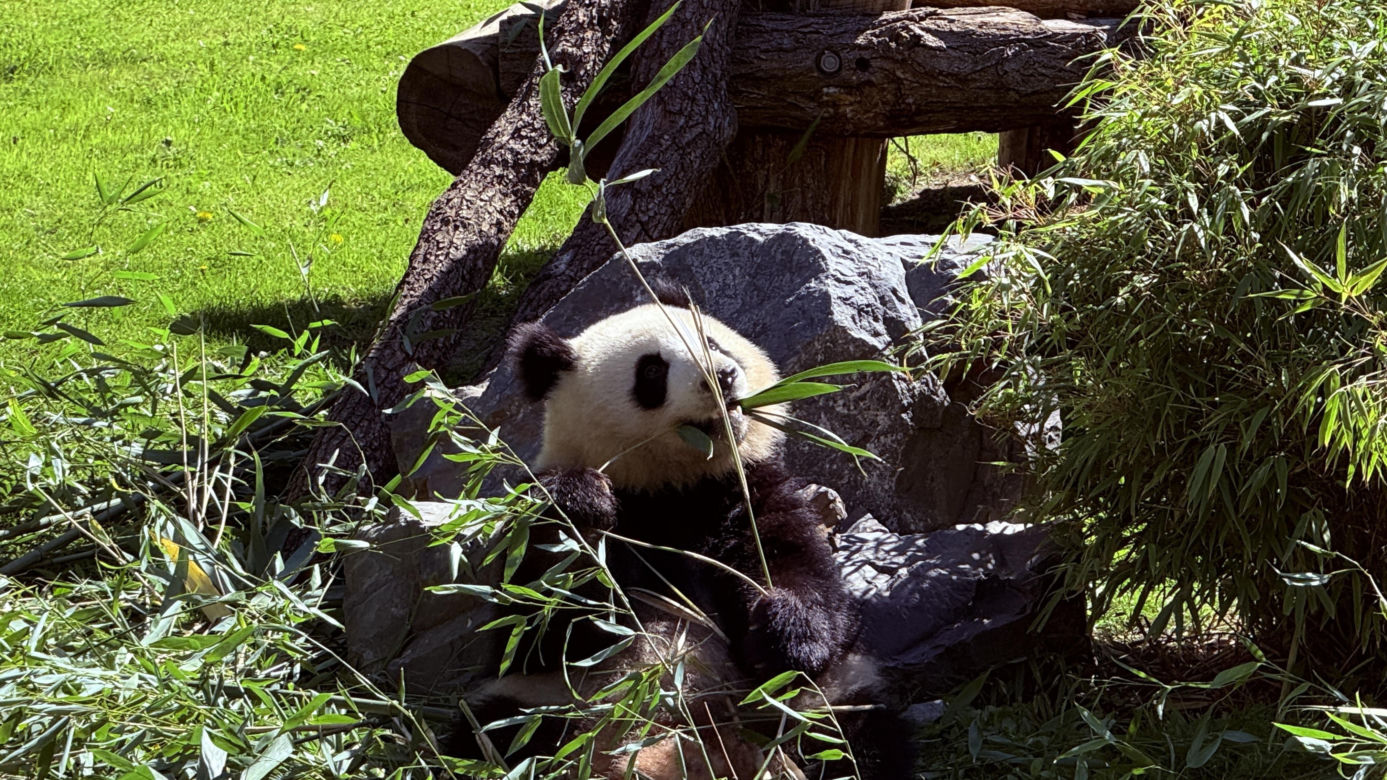 Pandy ZOO Berlin