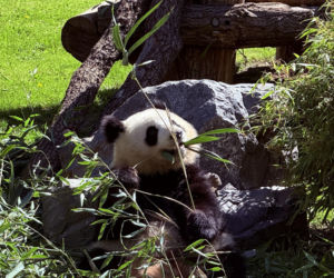 Pandy ZOO Berlin